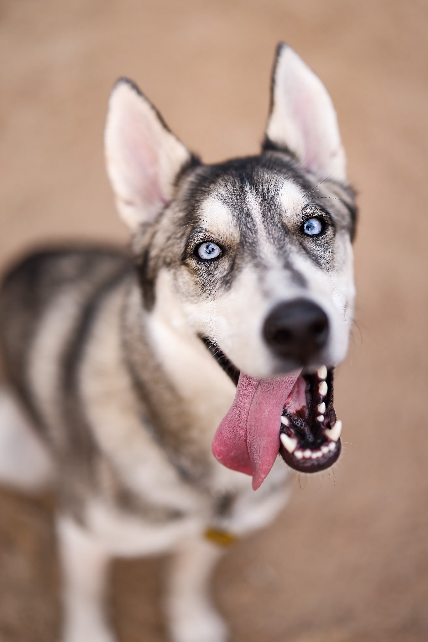 A close frontal portrait of Axe, a gray-and-white husky with bright blue eyes and his tongue out.