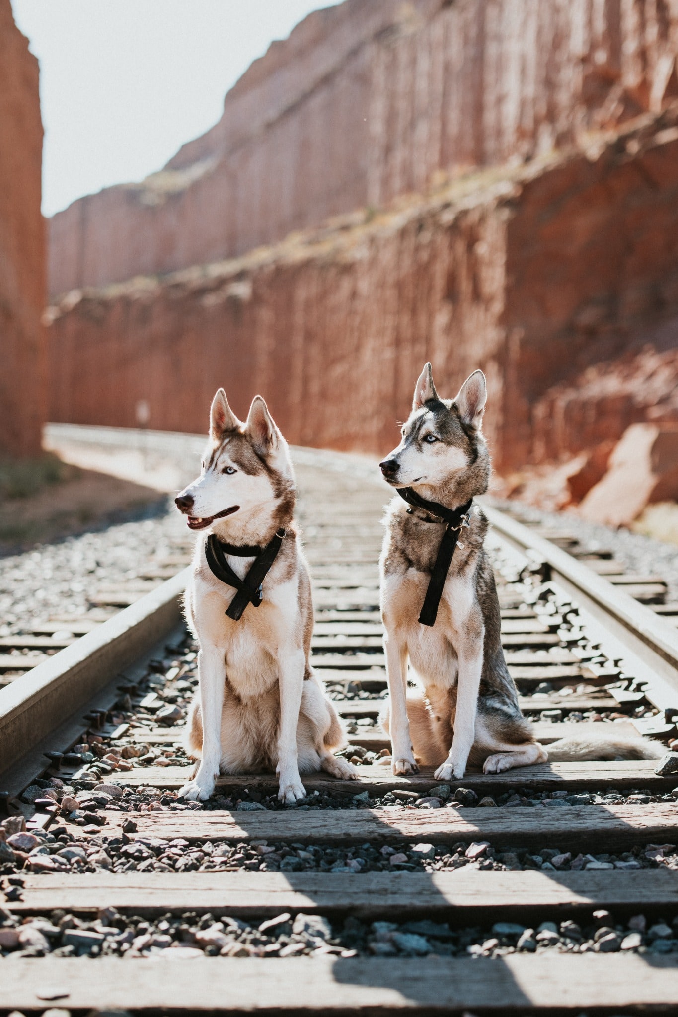 Two huskies sit side by side between railroad tracks, framed by tall red-rock canyon walls.