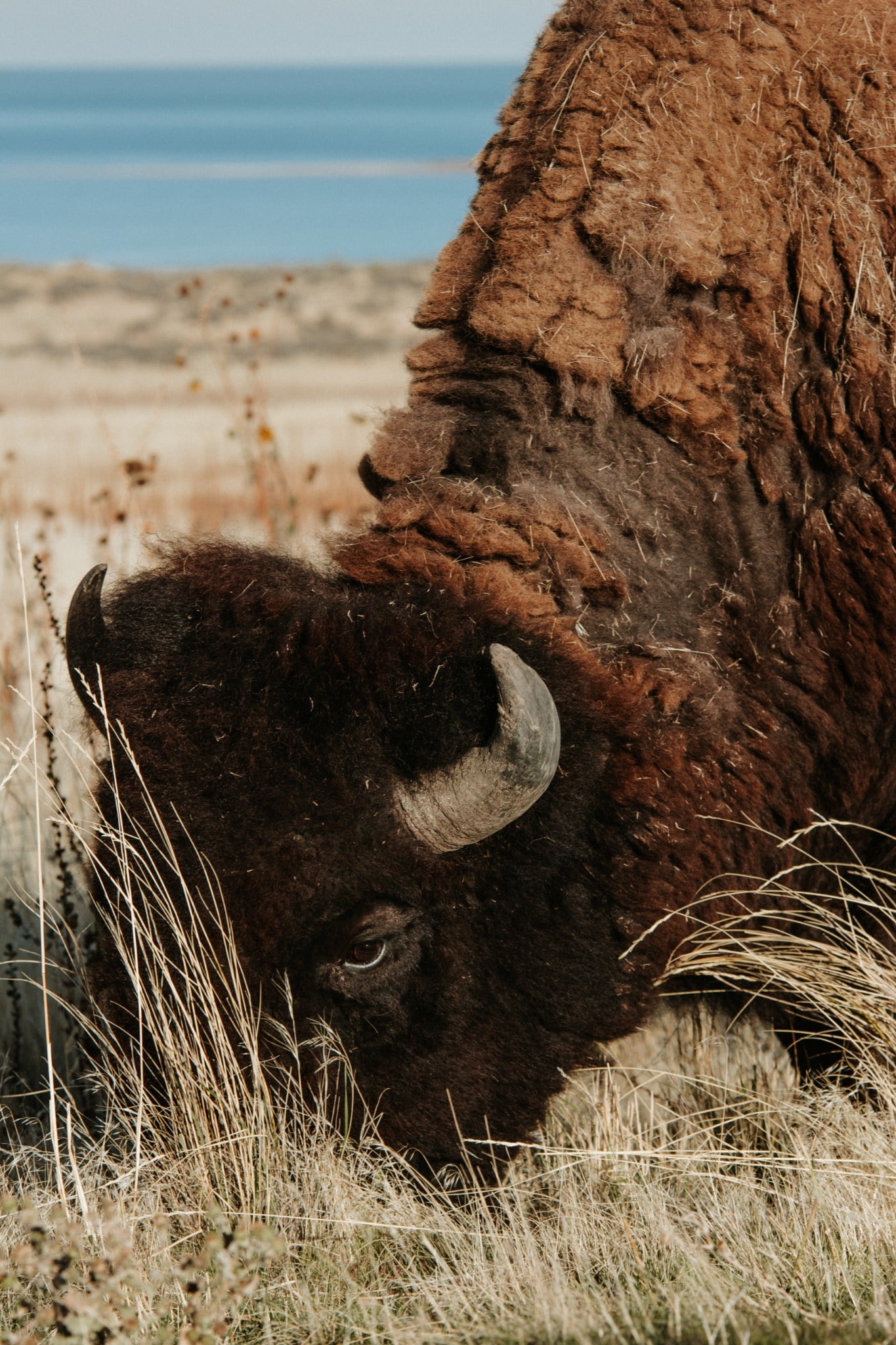 A bison grazes in dry grass beside a rough tree trunk, its curved horn and shaggy dark coat shown in close detail.