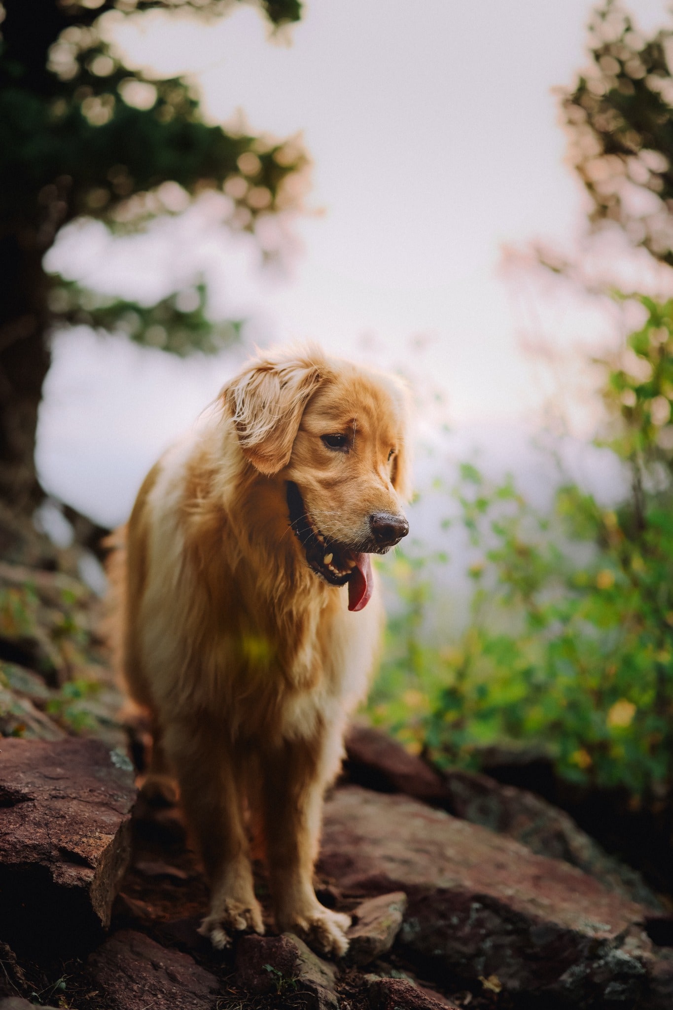 A golden retriever stands on a rocky woodland trail, framed by evergreen branches and soft mountain light.