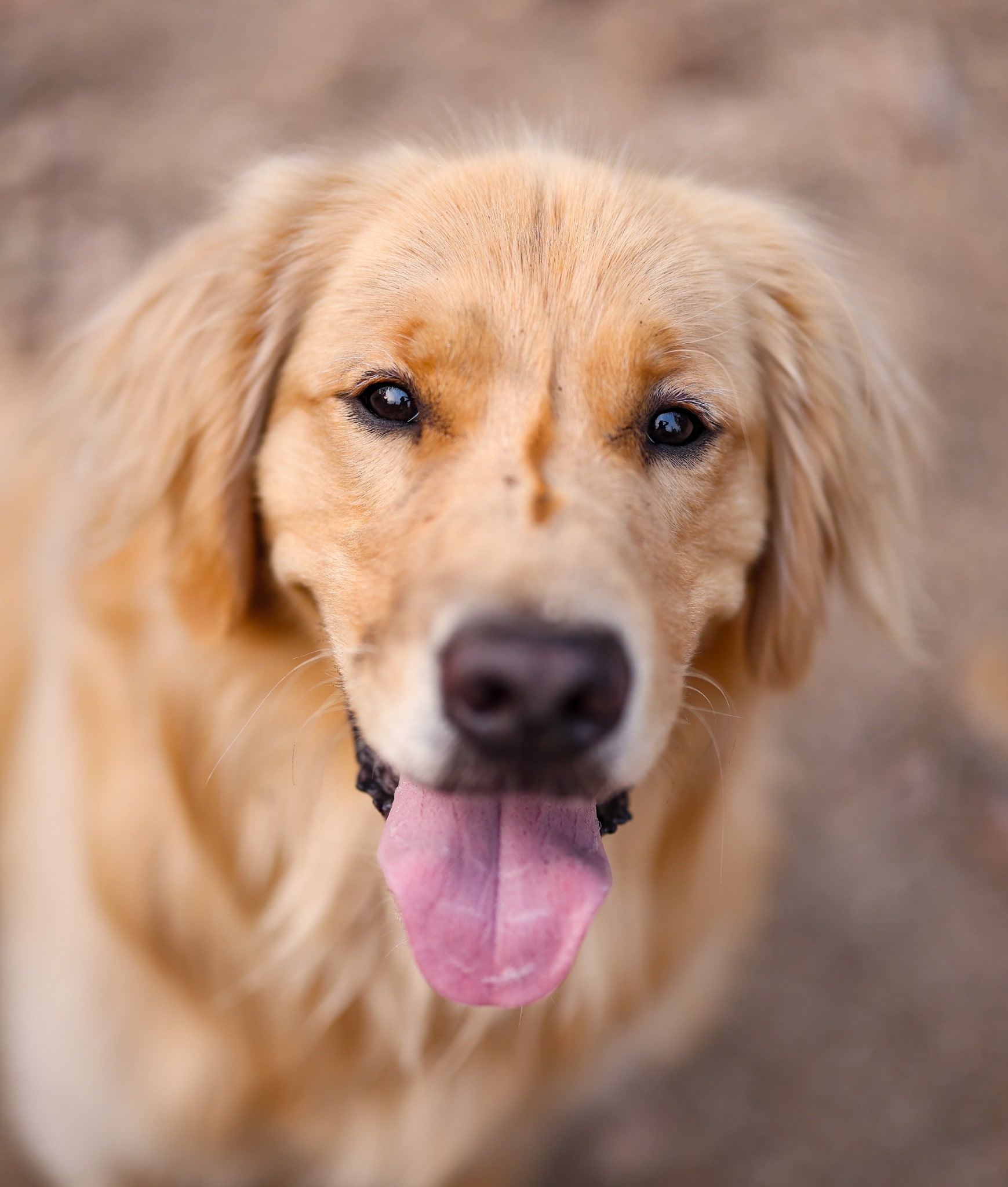 A close portrait of a golden retriever looking into the camera with its tongue out against a softly blurred background.