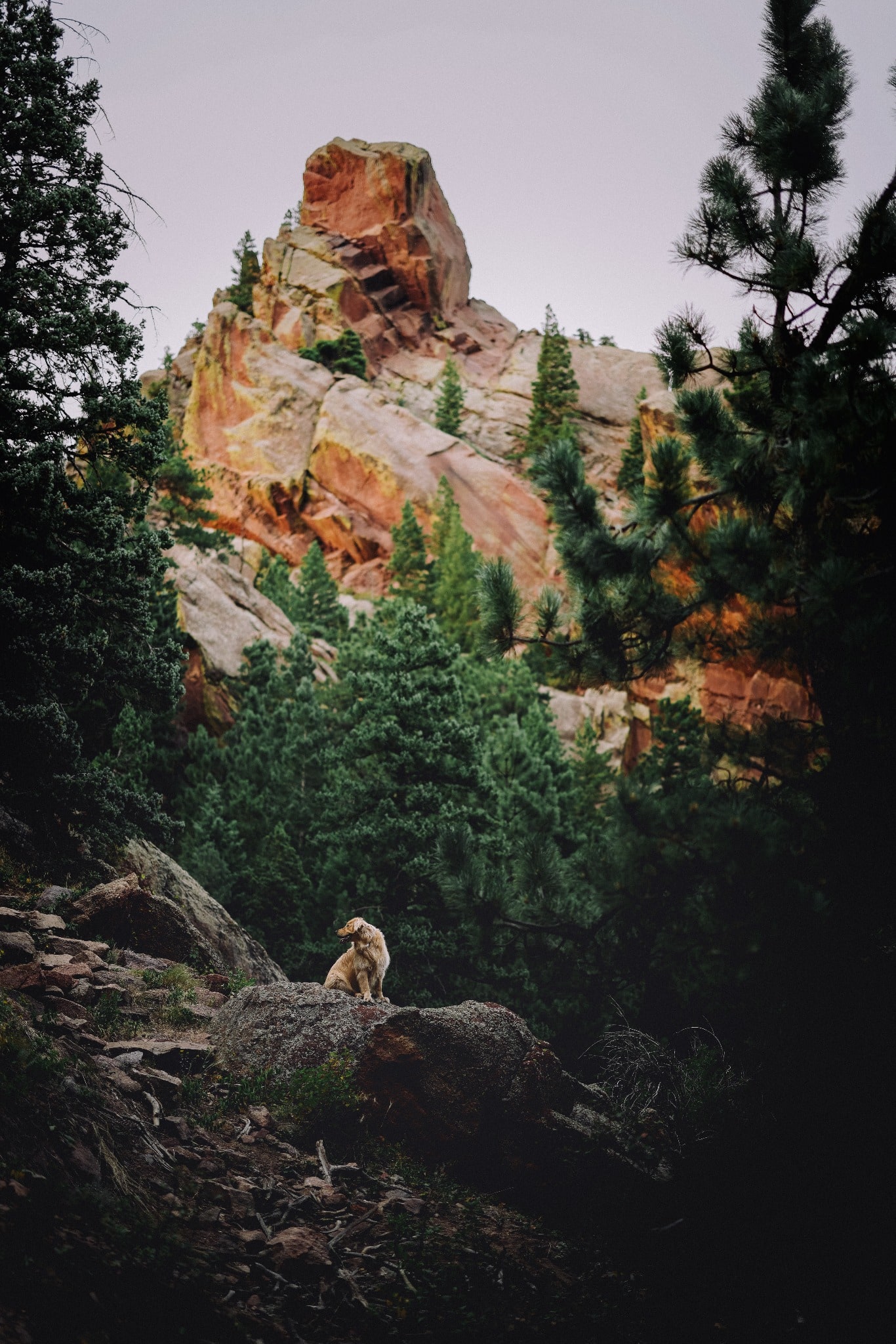 A golden retriever stands on a boulder beneath a red sandstone formation surrounded by dark evergreen trees.