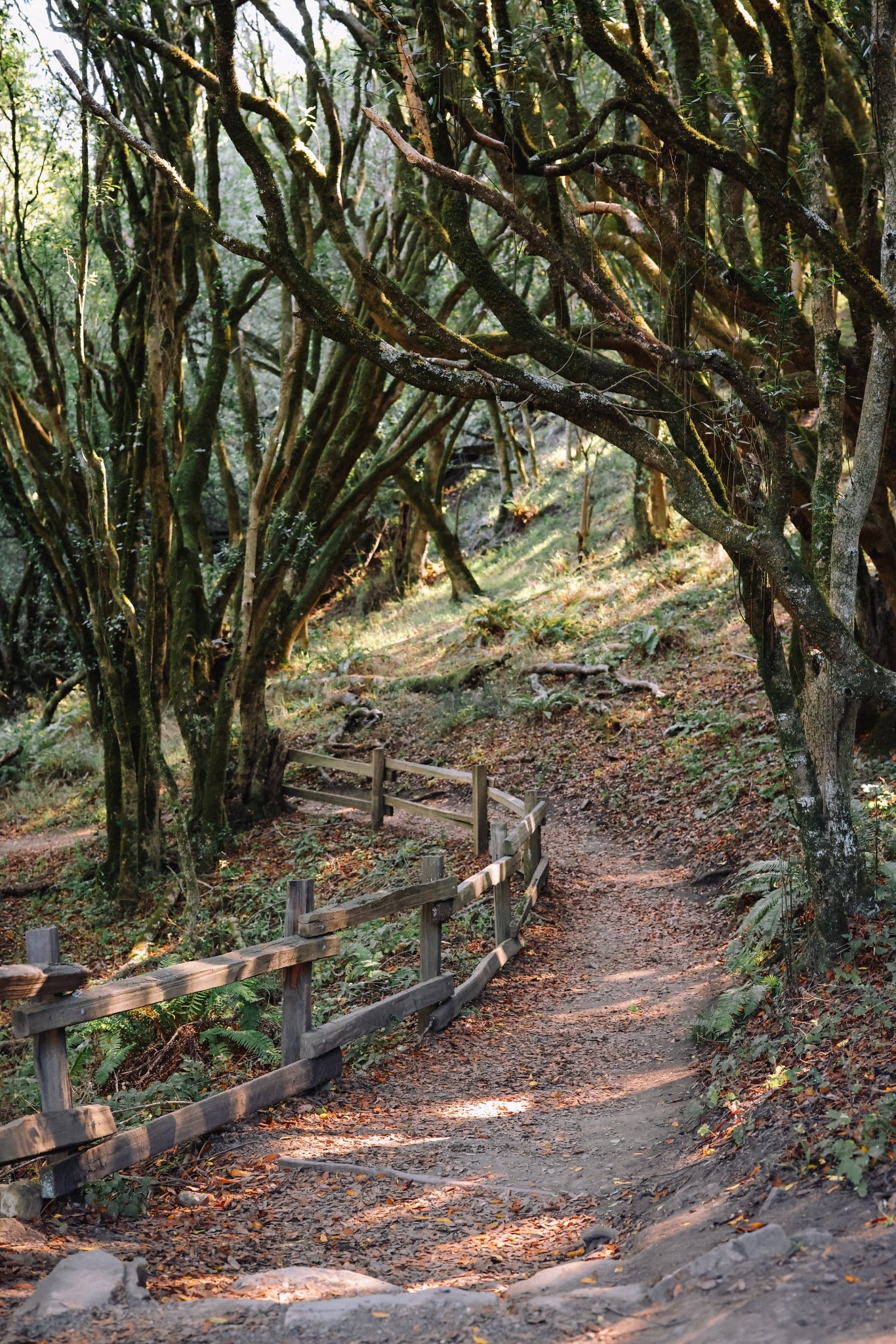 A shaded trail and wooden steps pass beneath a tunnel-like canopy of twisting branches, with warm light on the path.
