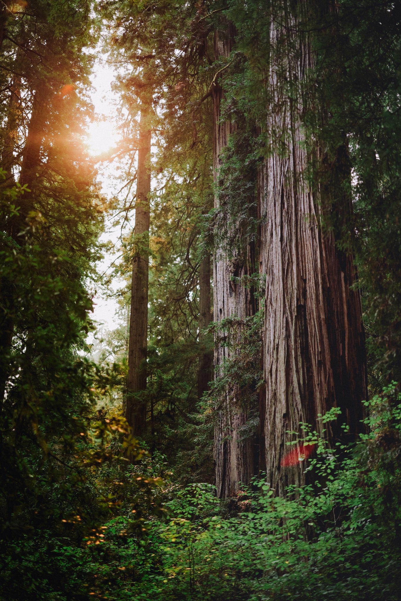 Warm sunlight filters between towering redwood trunks onto a dense green forest floor.