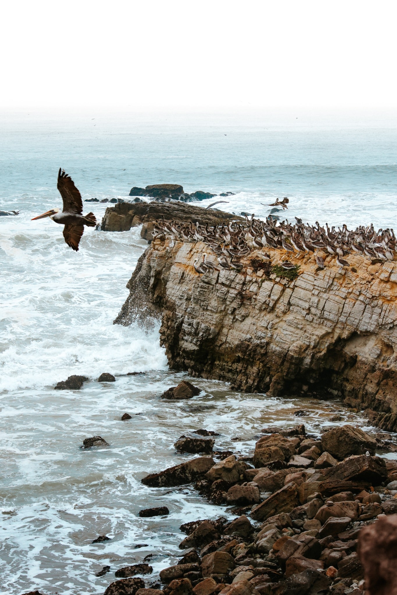 A brown pelican flies past a rocky coastal ledge crowded with resting seabirds above foaming blue water.