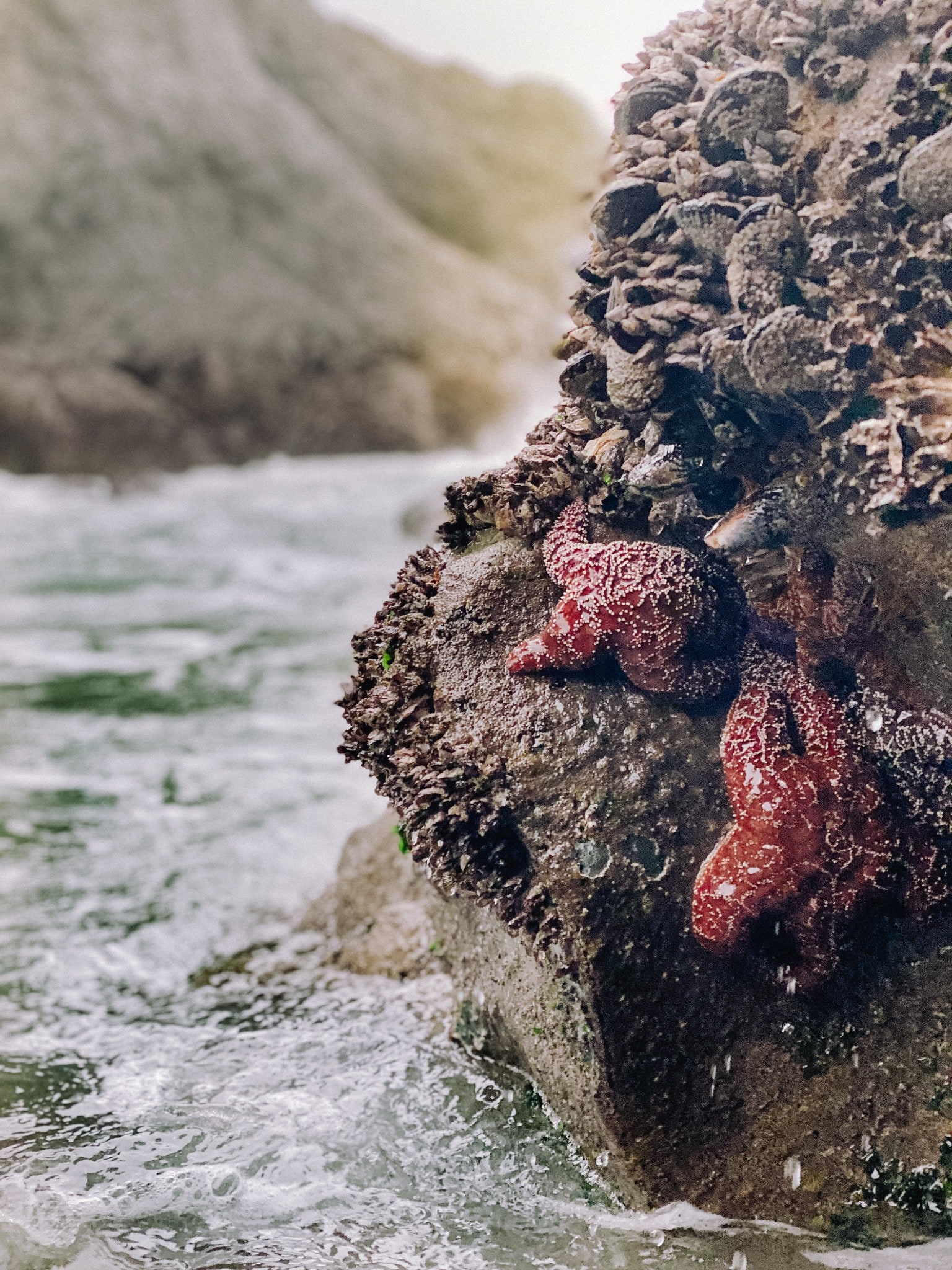 Red ochre sea stars cling to a mussel-covered rock as Pacific surf moves through a tide pool behind them.