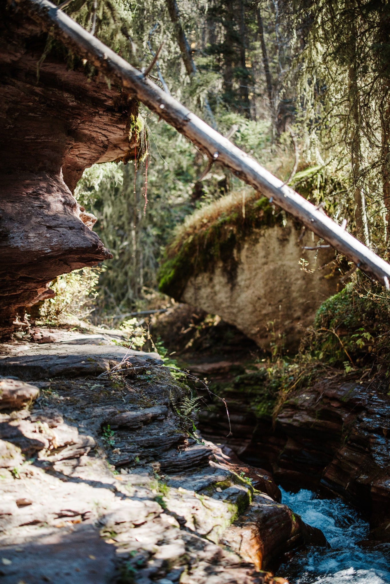 Sunlight reaches into a narrow forest ravine crossed by a fallen log, with mossy rock walls and rushing water below.