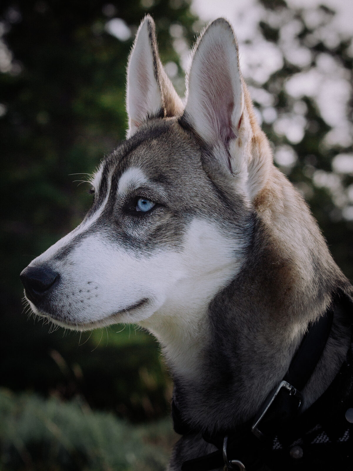 A close profile portrait of a husky with blue eyes, ears up, set against a dark green background.