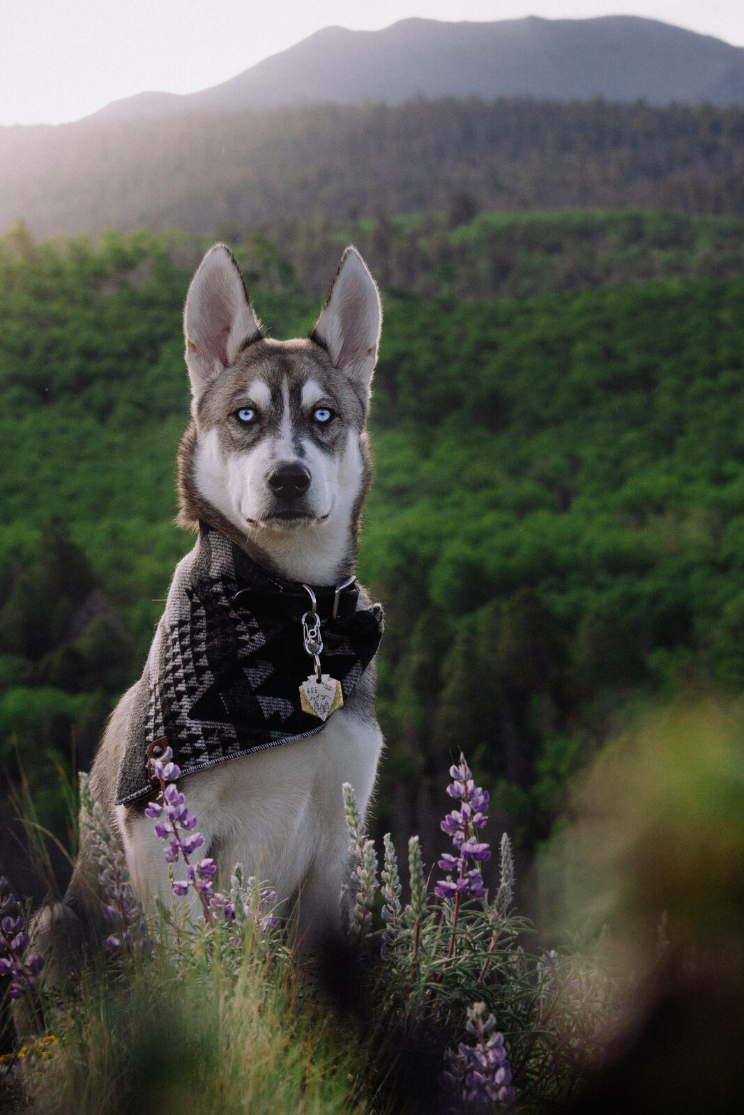 A husky with blue eyes wearing a patterned bandana sits among purple lupine flowers, with a hazy mountain ridge and forest behind.