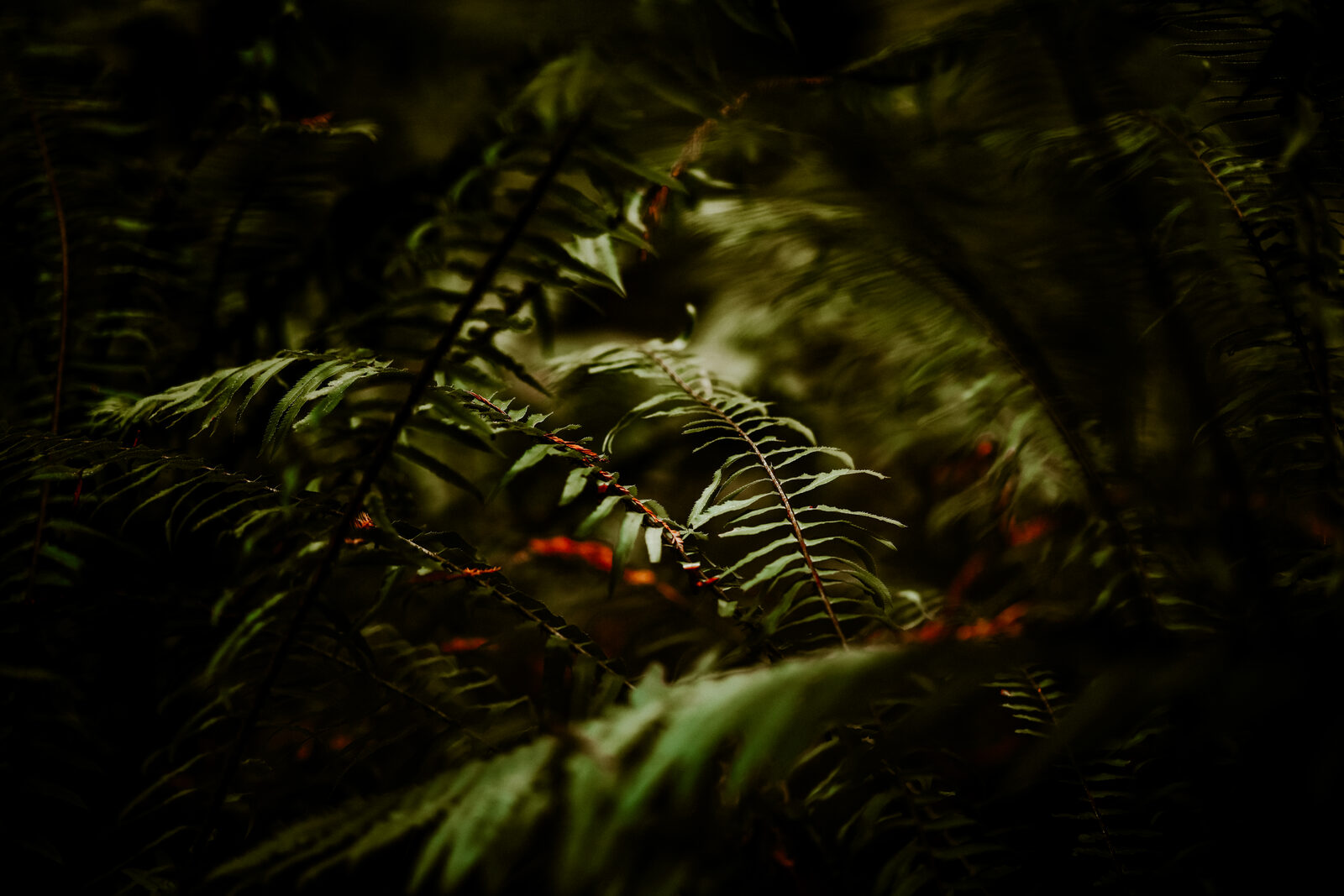 Close view of overlapping fern fronds in deep shadow, with one softly lit frond and small red accent stems.
