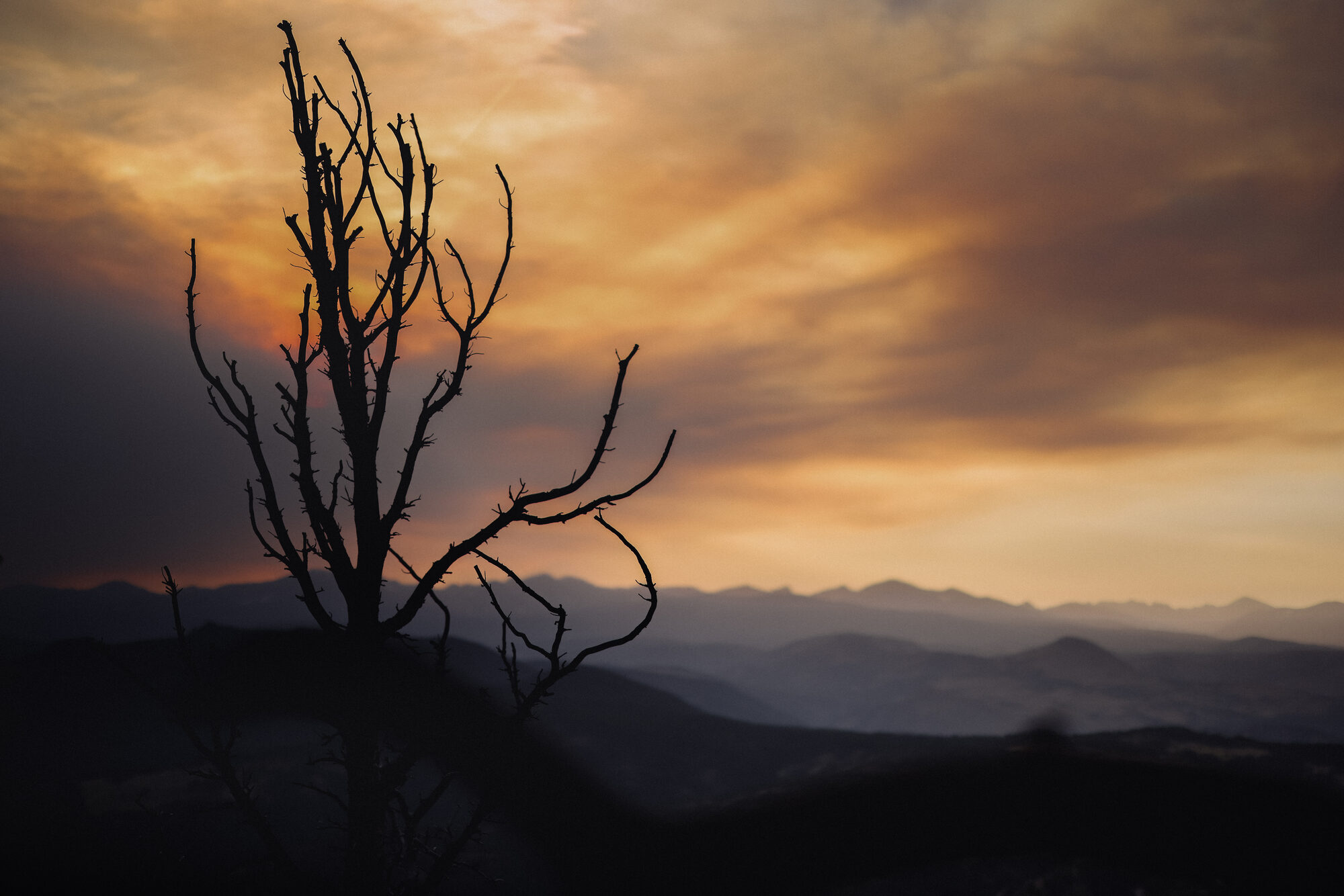 Silhouette of a bare, dead tree against a dramatic orange and gold sunset sky, with layered mountain ridgelines fading into haze below.