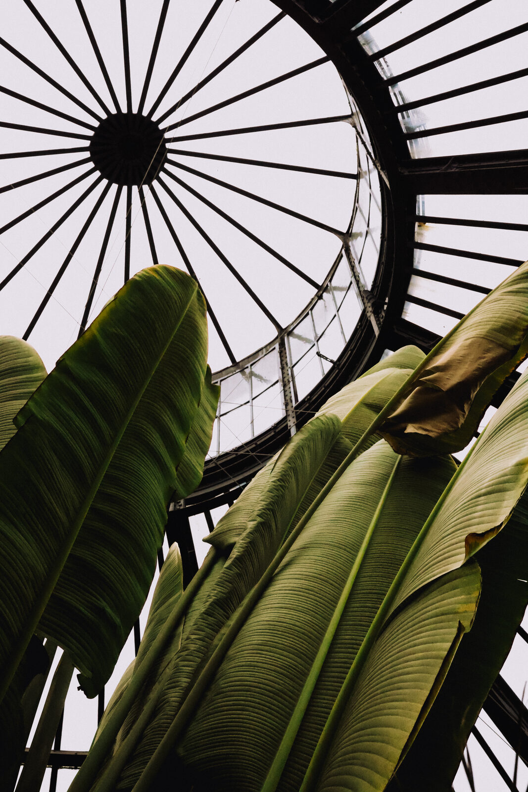 Large banana-leaf plants seen from below against the iron and glass dome of a Victorian palm house.