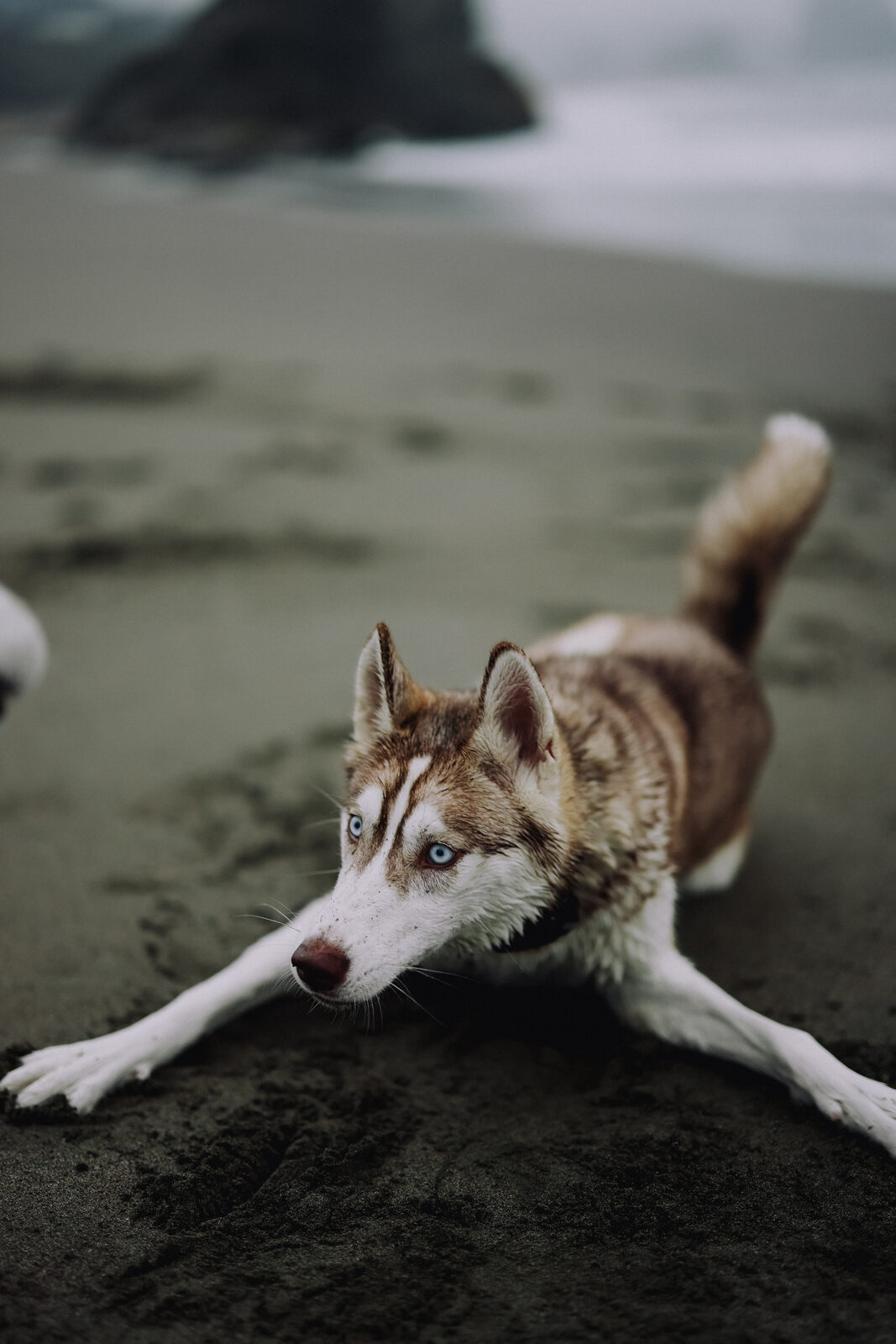 A copper-and-white husky in a playful stretch on a sandy beach, with a sea stack and ocean fog behind.