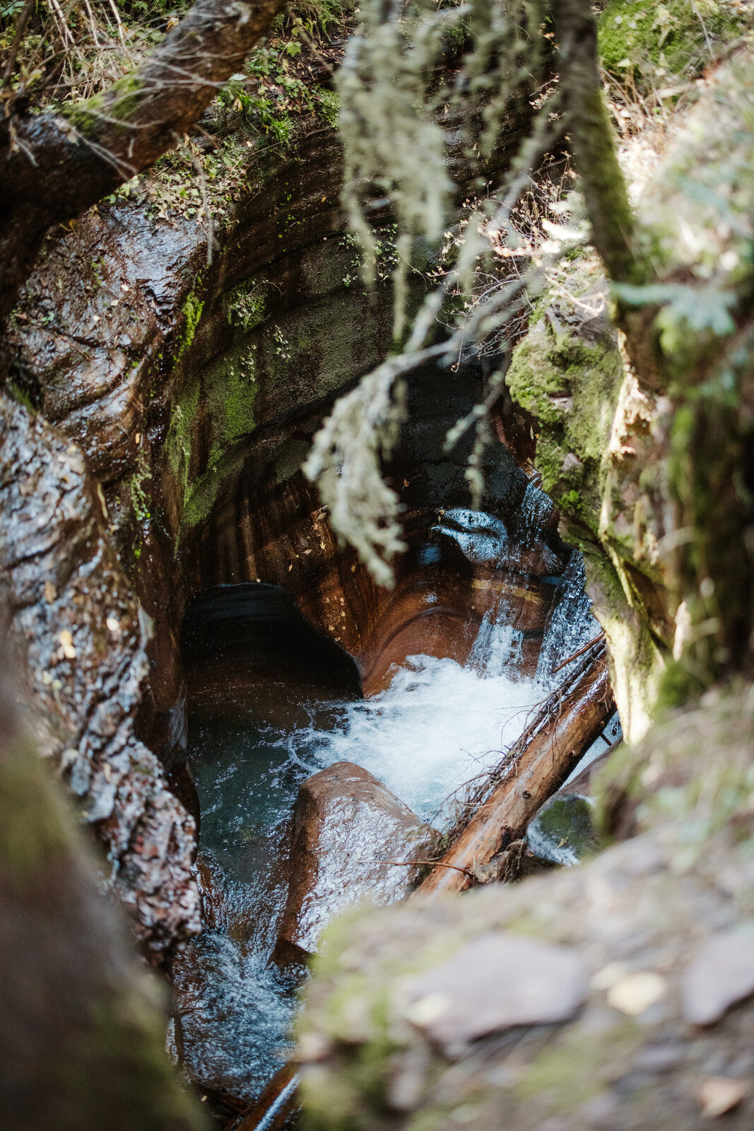 White water rushes through a narrow, moss-lined rock channel, framed by hanging lichen and a fallen log.