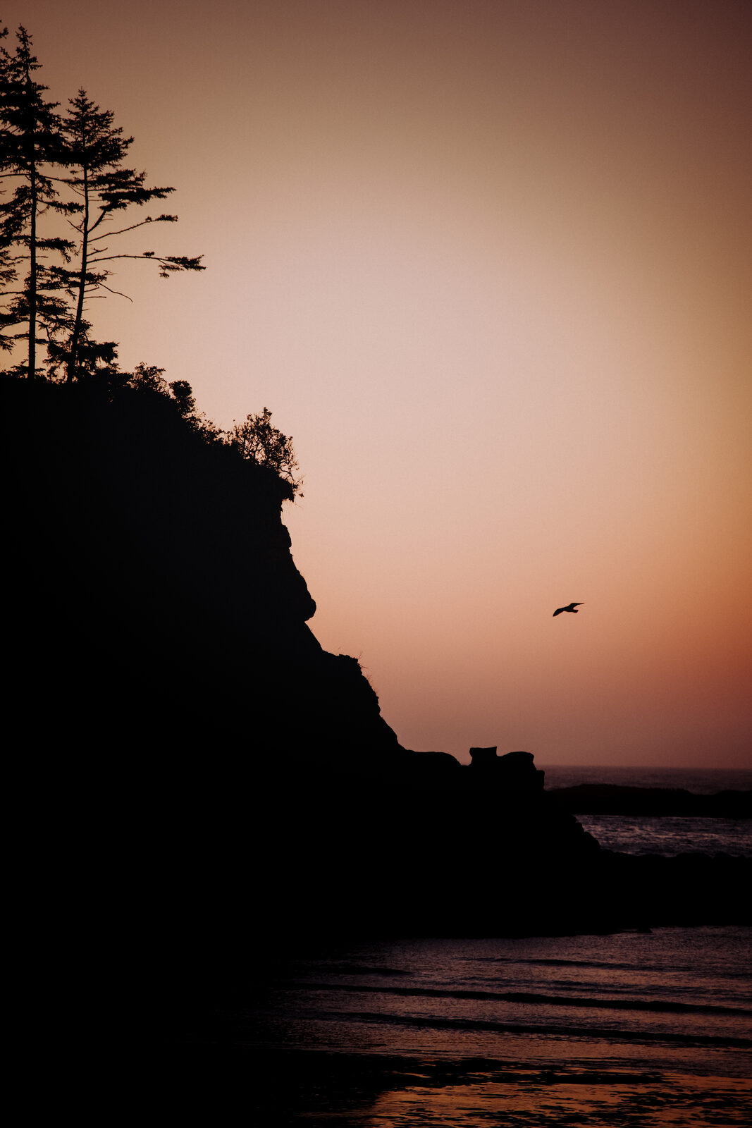 A silhouetted coastal bluff with wind-shaped trees against a warm sunset sky, a bird in flight over the water.