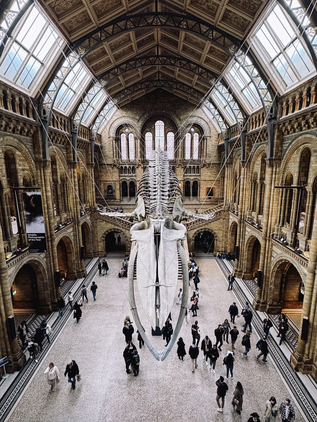 A blue whale skeleton hangs from the ceiling of a grand vaulted museum hall, with visitors walking below.